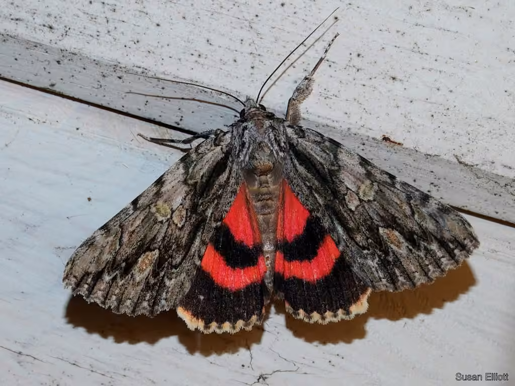 Scarlet Underwing, photo 1 of 5