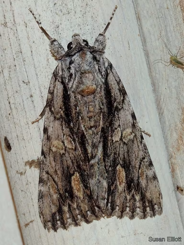 Scarlet Underwing, photo 3 of 5