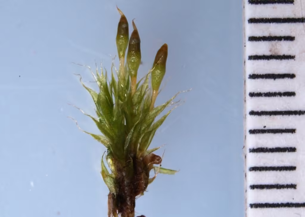 Toothedleaf nitrogen moss, photo 2 of 5