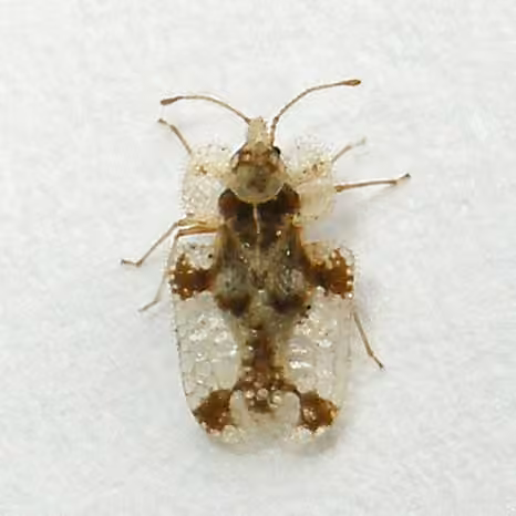 Walnut Lace Bug, photo 3 of 5