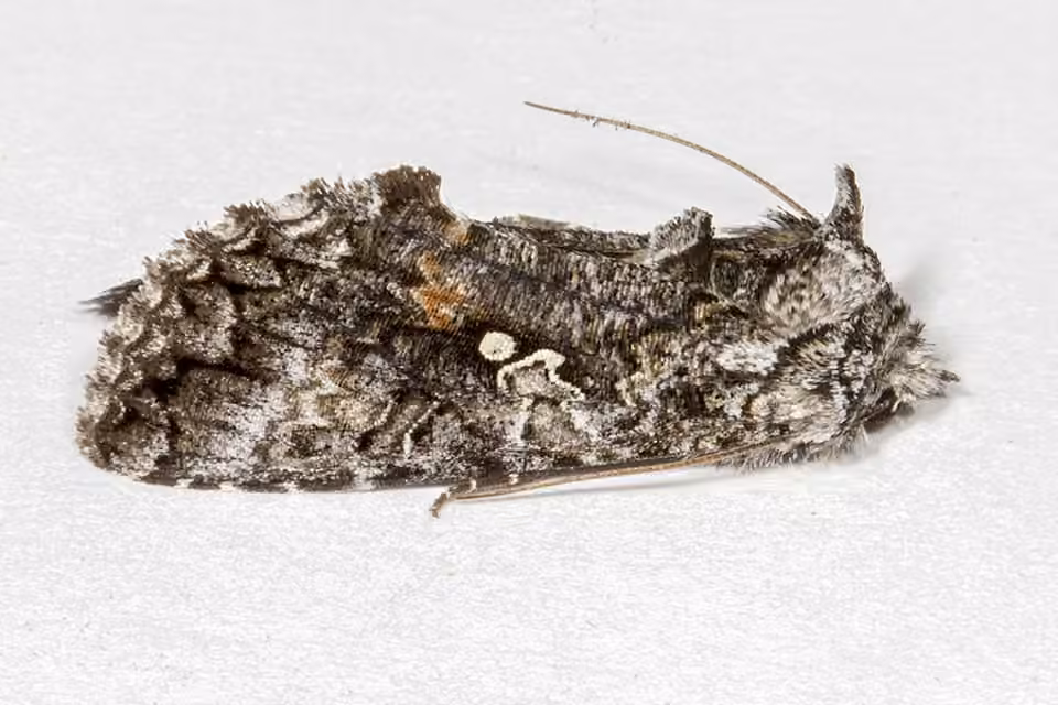 Dusky Silver Υ Moth, Adulte