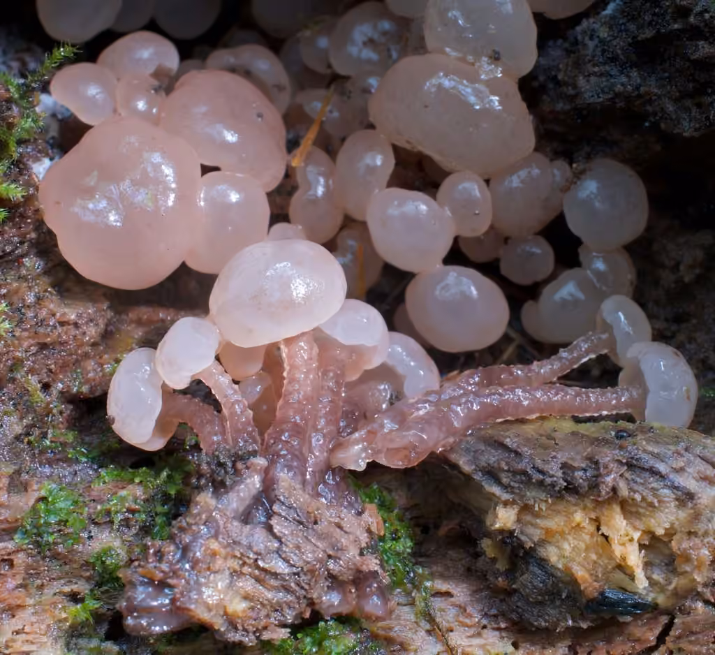 Neocudoniella albiceps