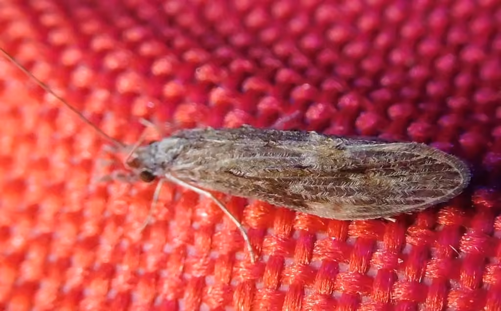 Leptocère cendré, photo 1 sur 5