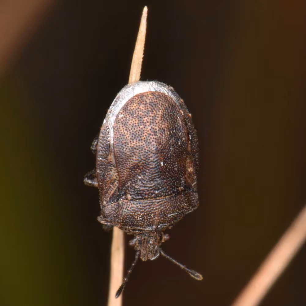 Amaurochrous cinctipes, Adult