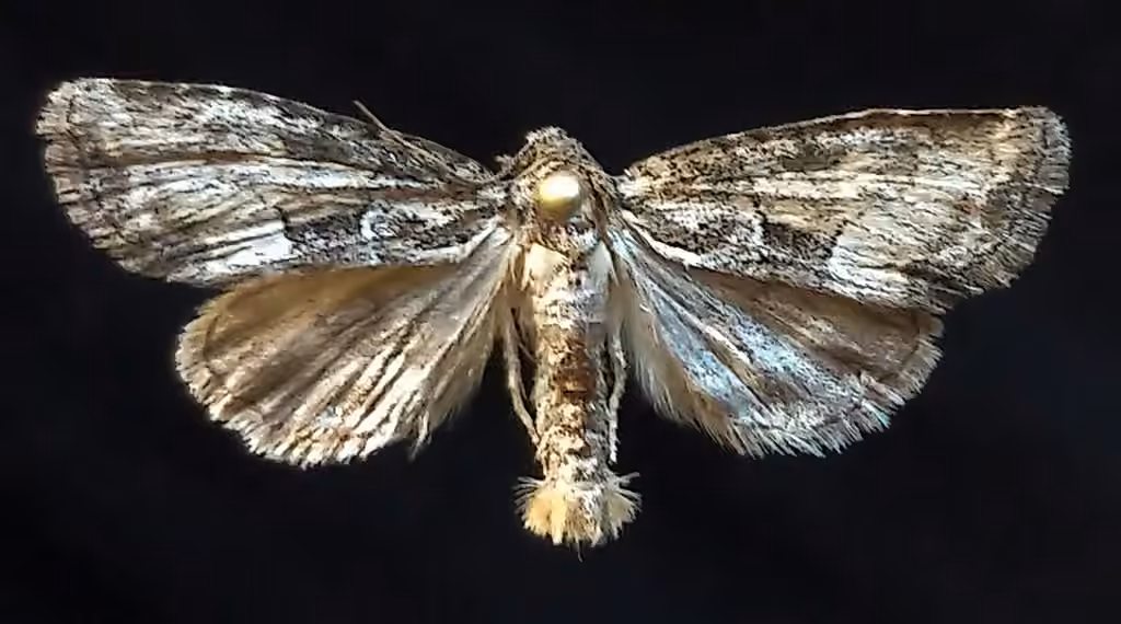 Connected Brocade, Adulte
