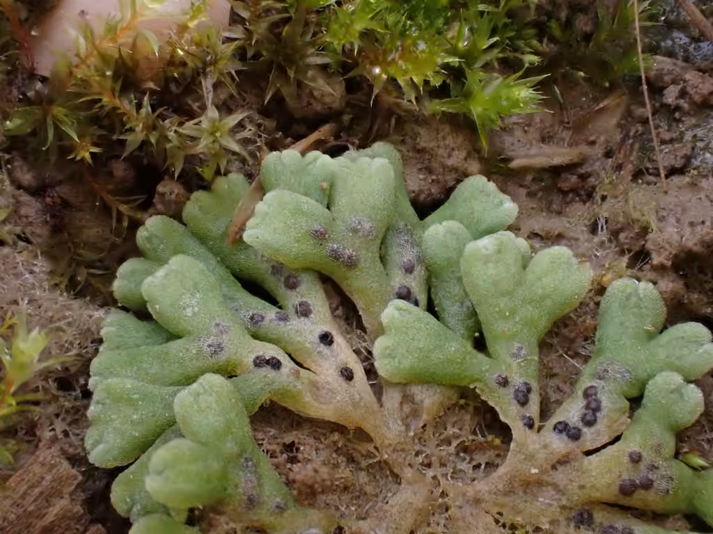 Lizard Crystalwort, photo 1 of 5