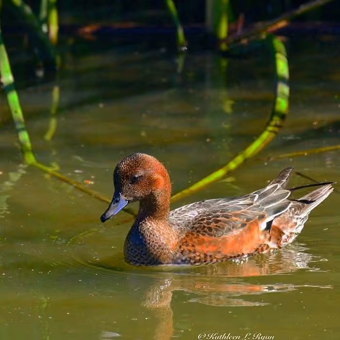 Canard siffleur, Femelle