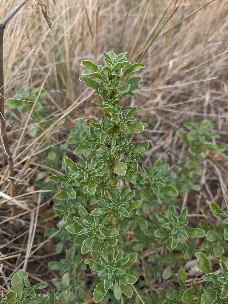 Prostrate pigweed, In fruit