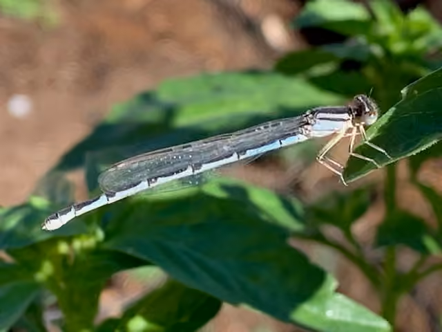 Agrion Civil, Femelle