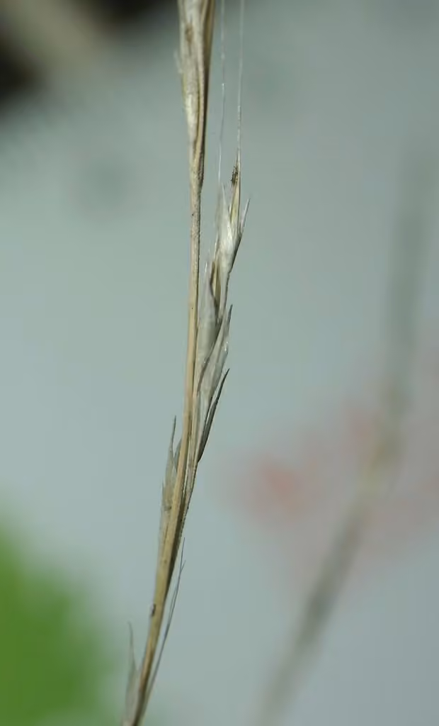 Forest muhly, photo 1 of 5