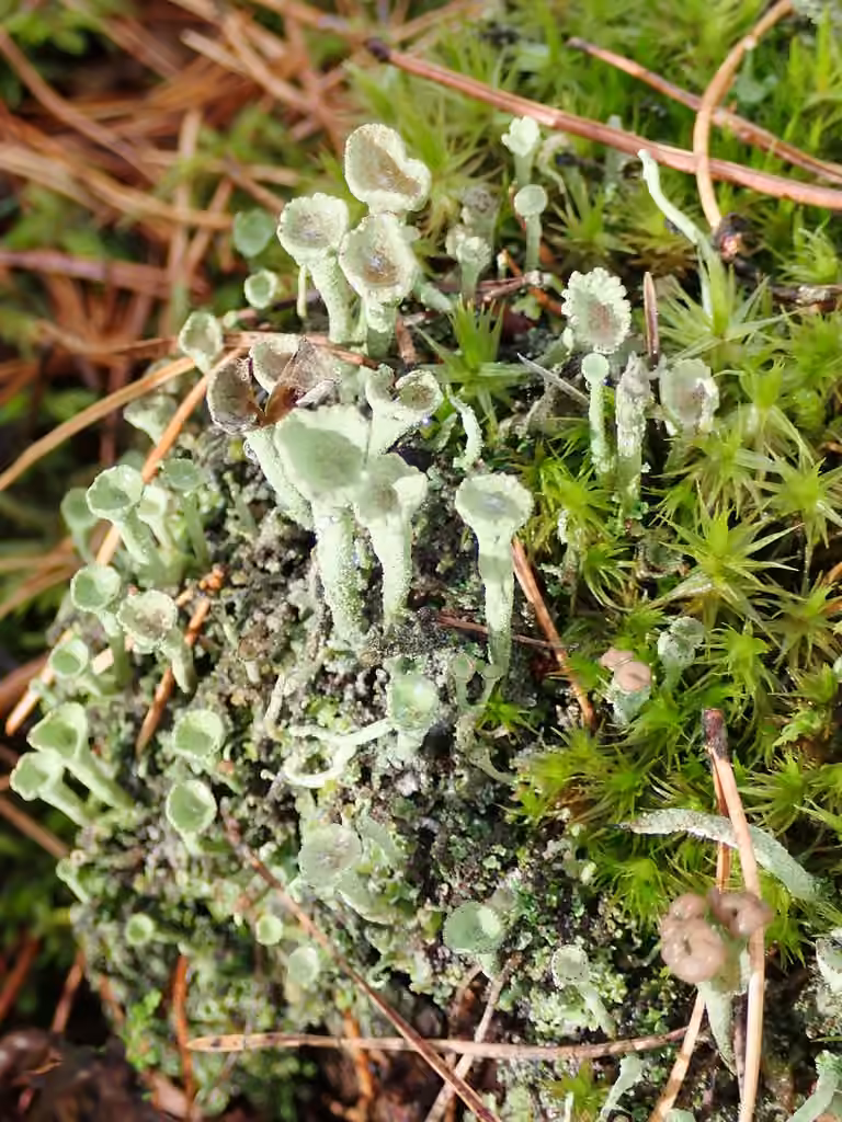 Cladonie difforme, photo 3 sur 5