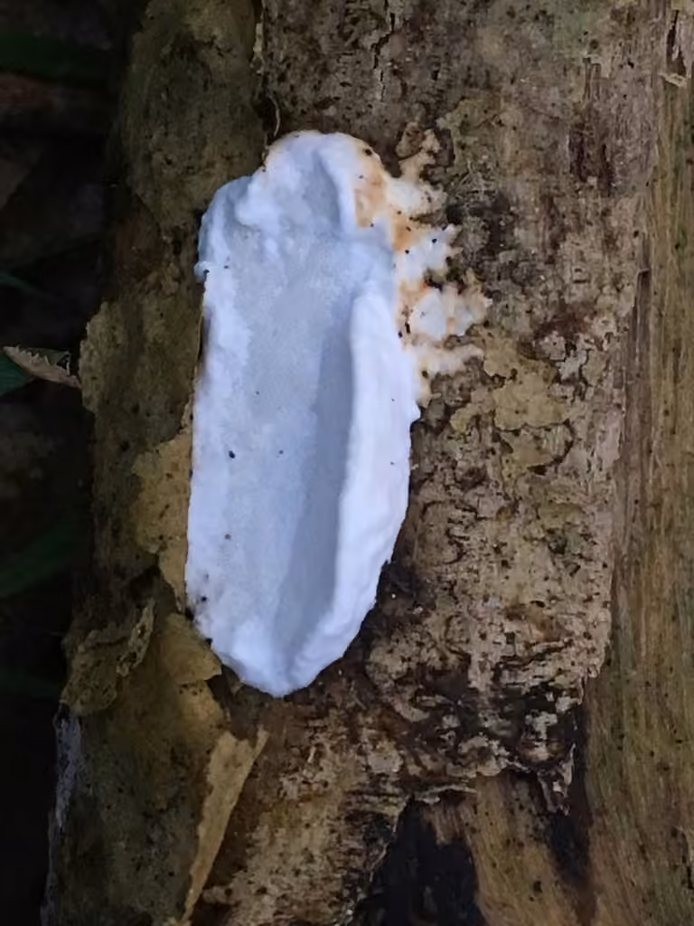 Tramète blanc de neige