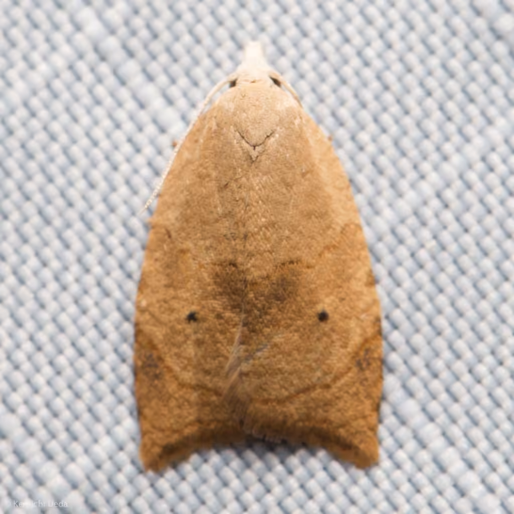 Batman Moth, photo 3 sur 5