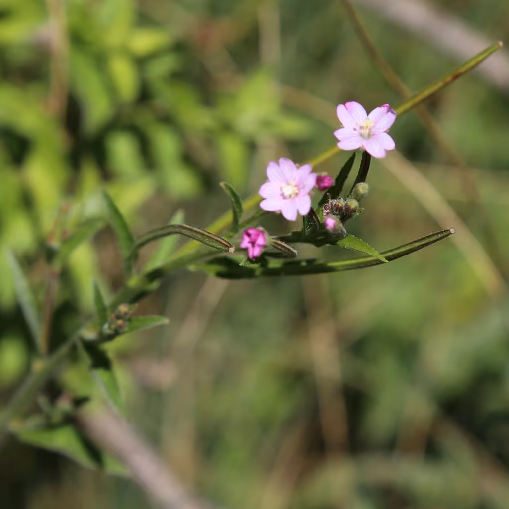 Smallflower hairy willowherb, photo 3 of 5