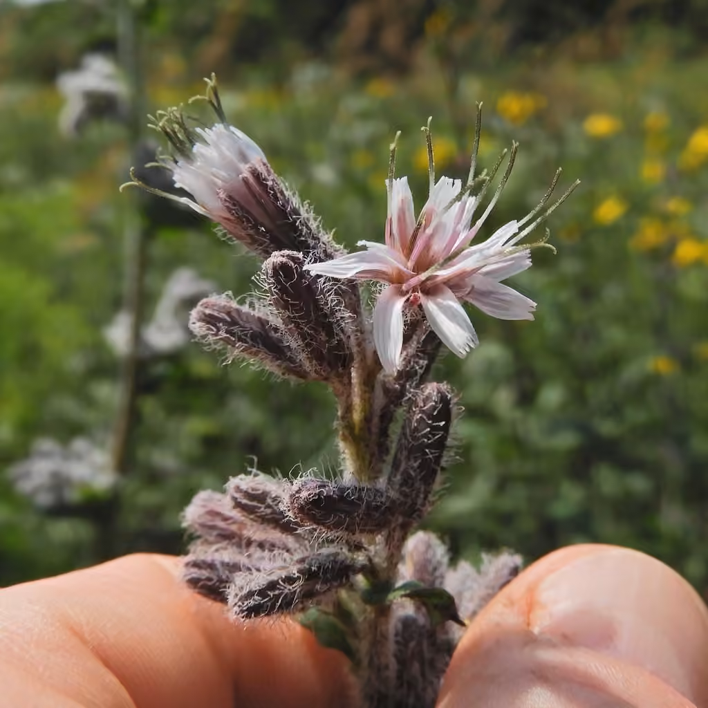 Prenanthe à grappe, En fleurs