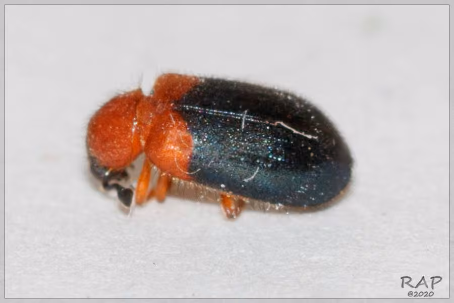 Redshouldered ham beetle, photo 1 of 5