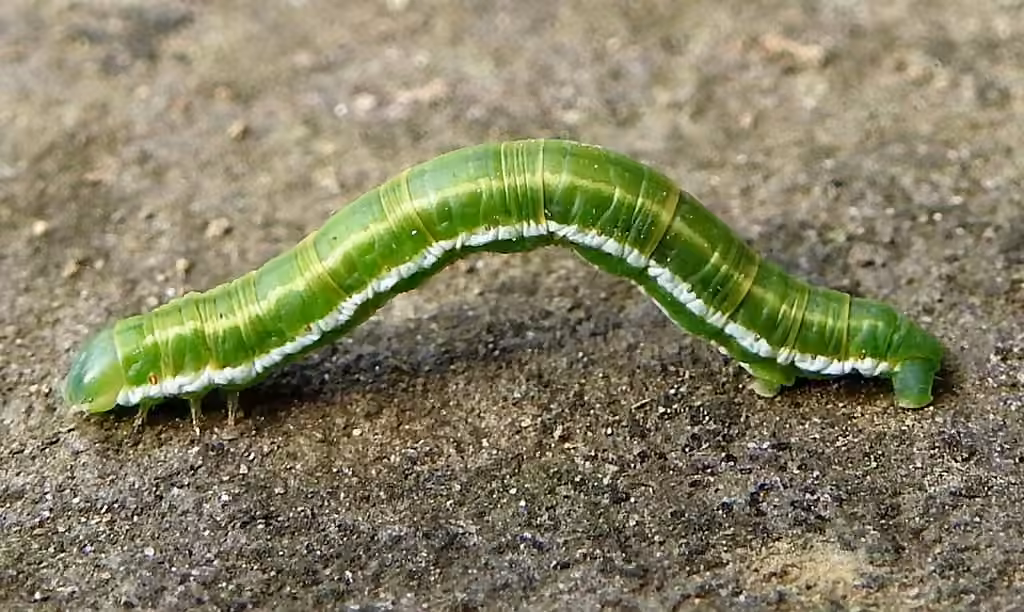 Powder Moth, photo 2 sur 5