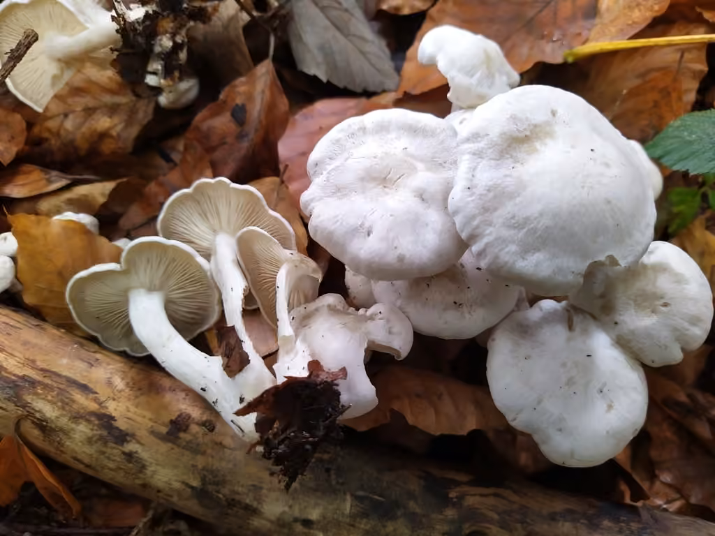 Lyophylle conné, photo 2 sur 5