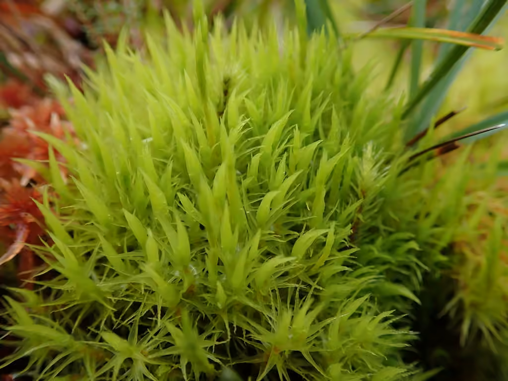 Bonjean's dicranum moss, photo 1 of 5