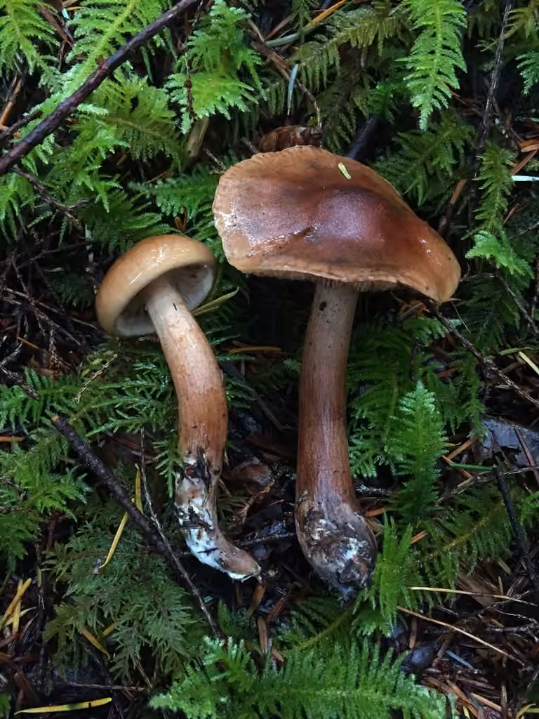 Tricholome farineux des pins, photo 3 sur 5