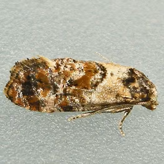 Hoffman's Cochylid Moth, photo 3 sur 5