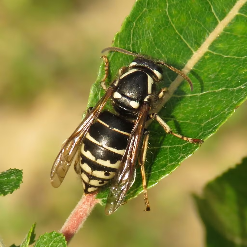 Vespe à longues joues, photo 3 sur 5