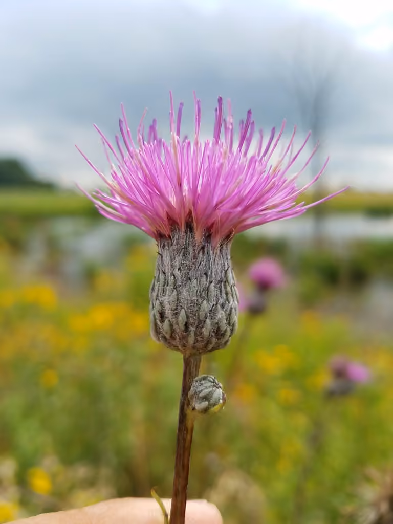 Swamp thistle