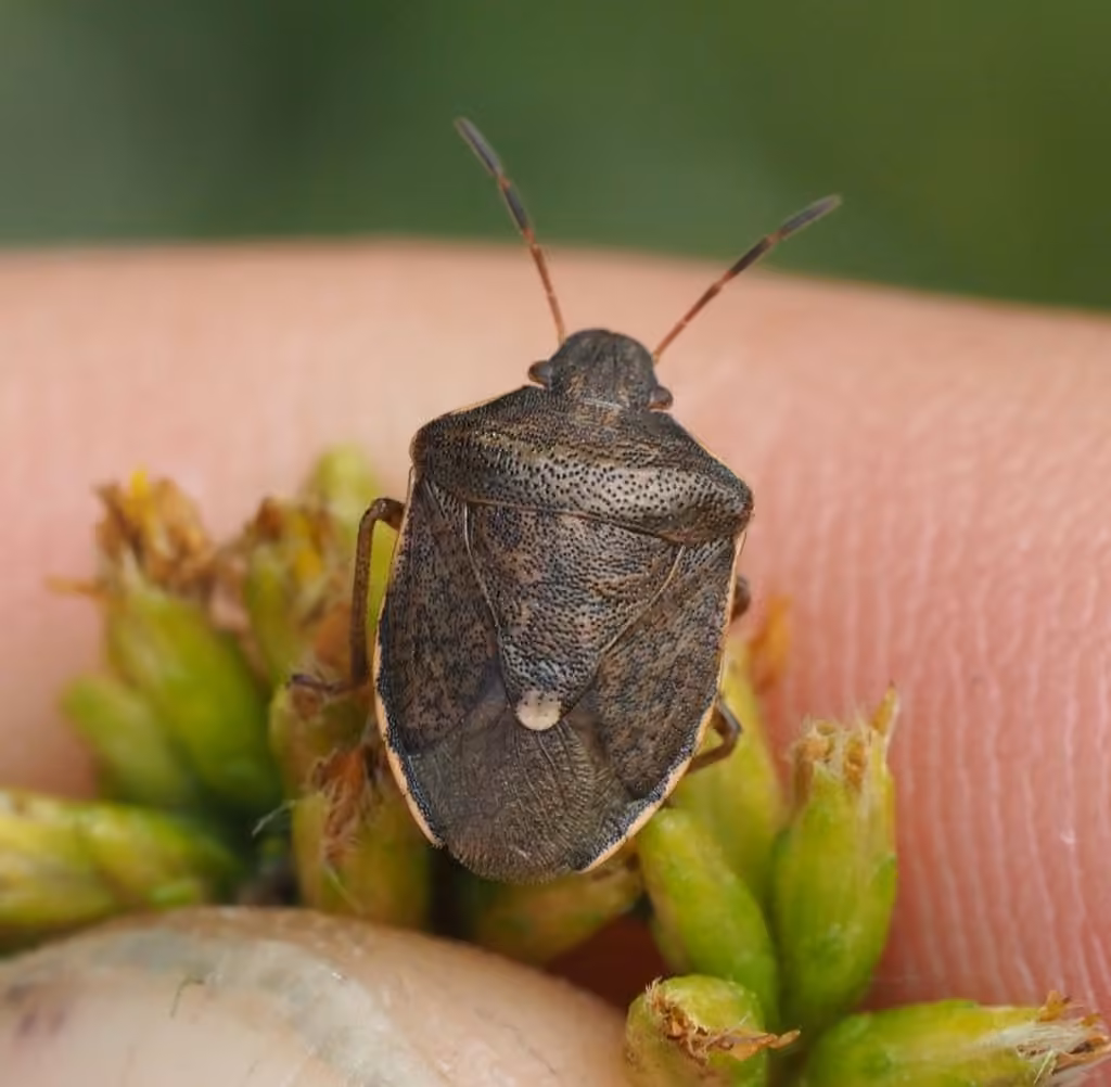 Pale-edged Pentatomid, Adult