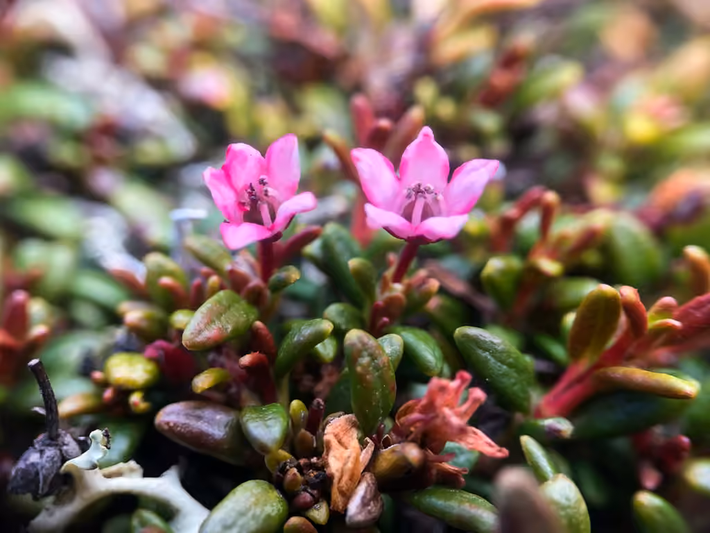 Alpine azalea, photo 1 of 5