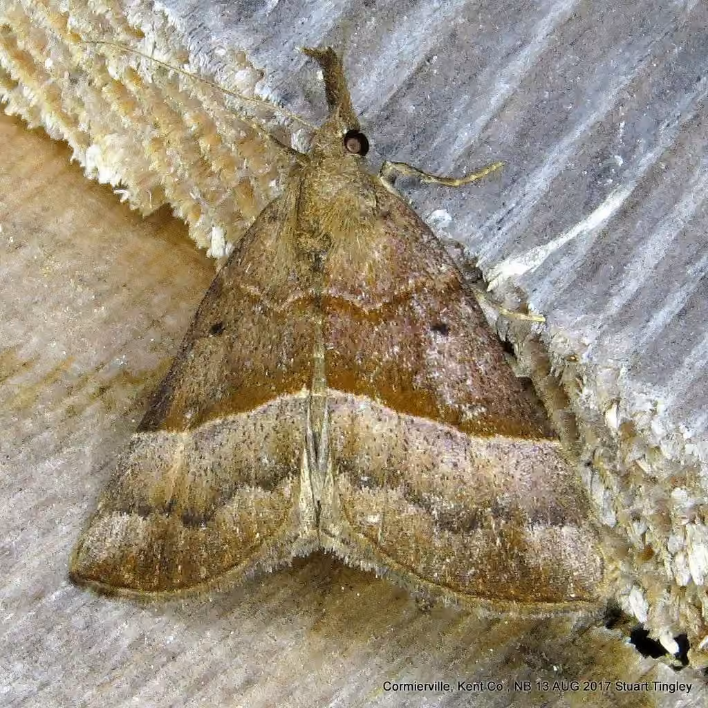 Red-footed Snout, photo 1 sur 5