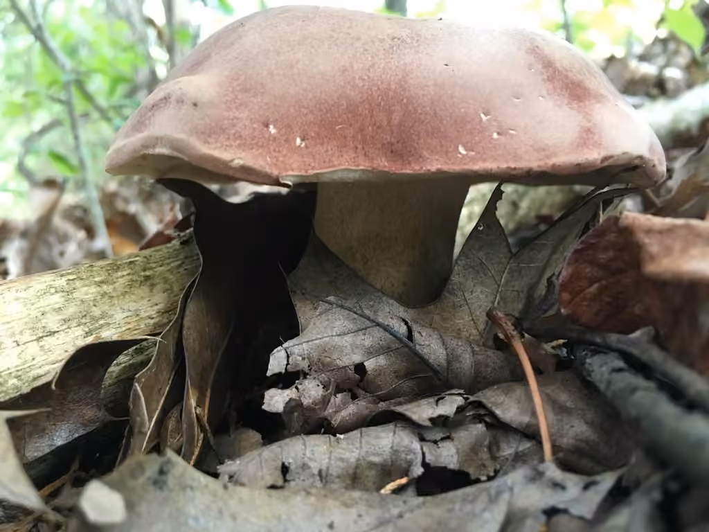 Reddish brown bitter bolete, photo 2 of 5