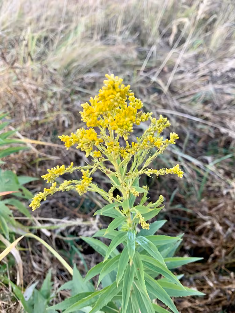 Canada goldenrod, In fruit