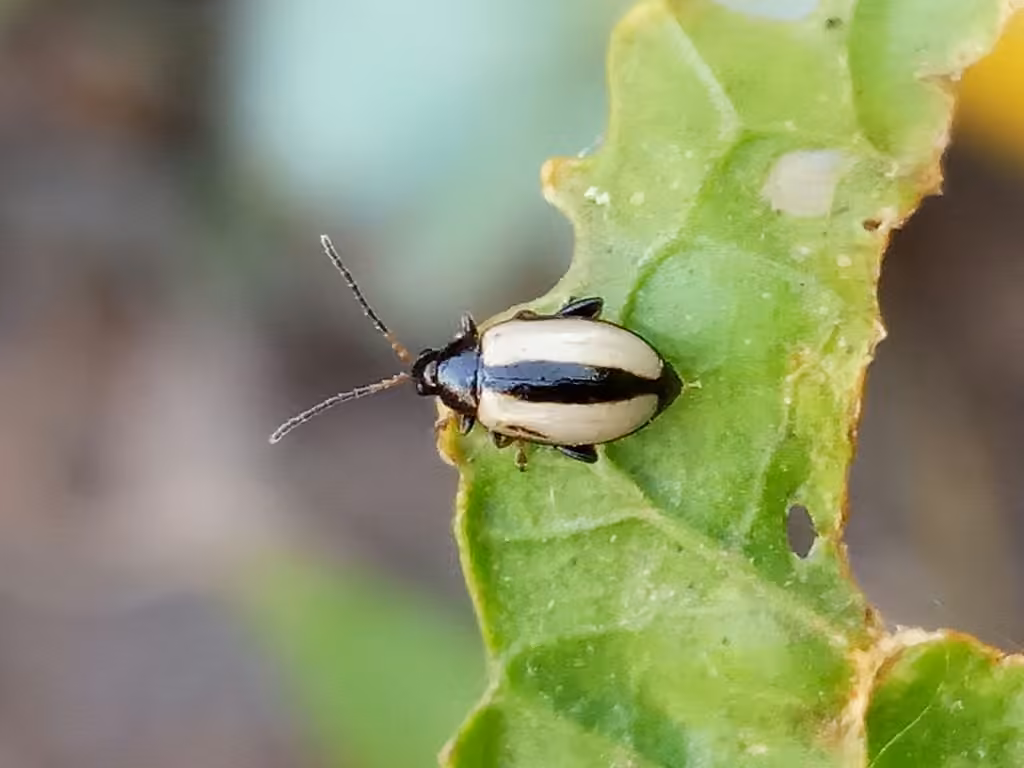 Horseradish Flea Beetle, photo 3 of 5