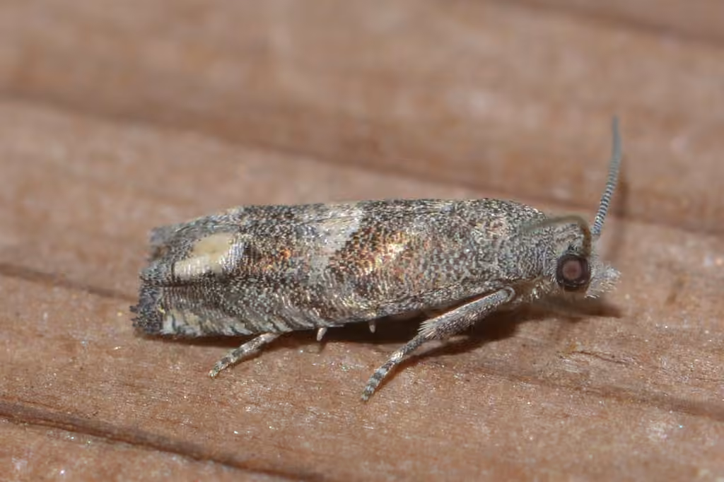 Ragweed Borer Moth, photo 2 sur 5