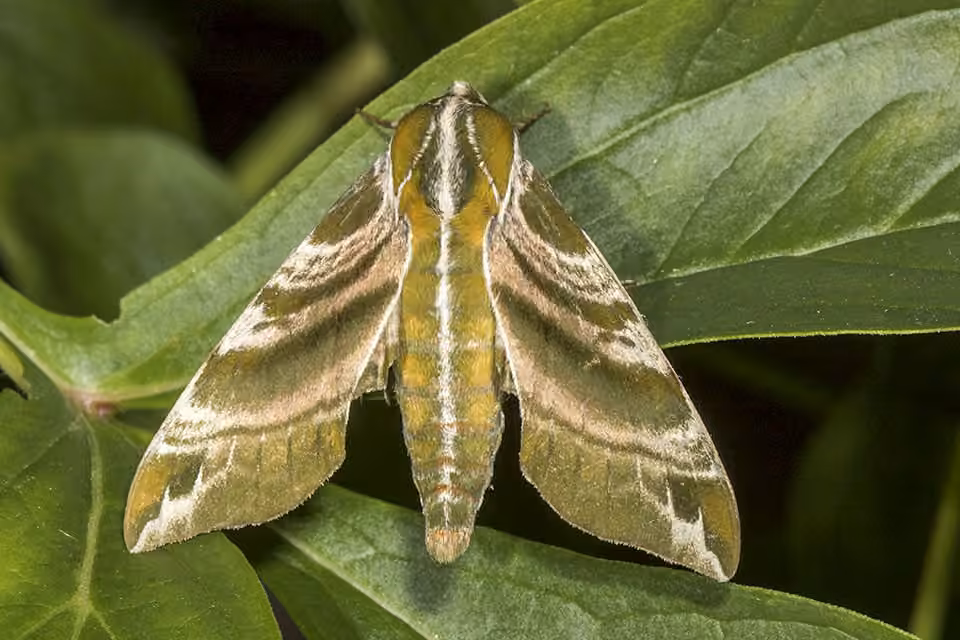 Sphinx versicolore