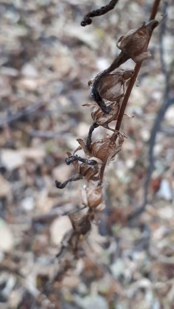 Rampion bellflower, In fruit