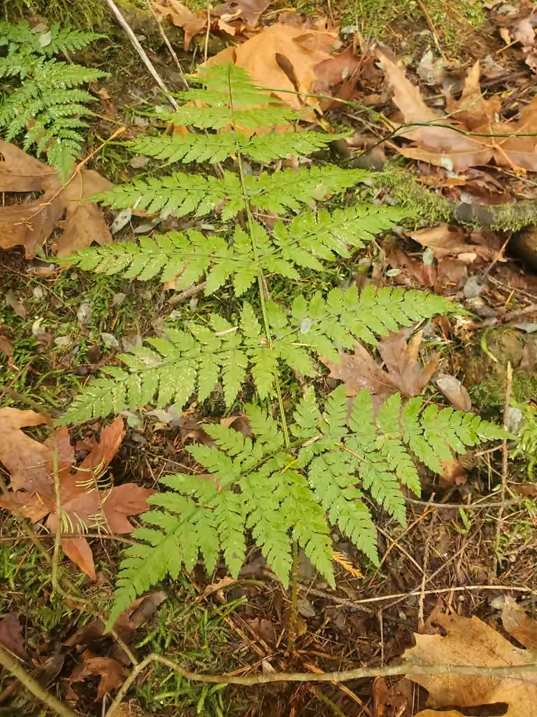 Dryoptère dressée, photo 1 sur 5