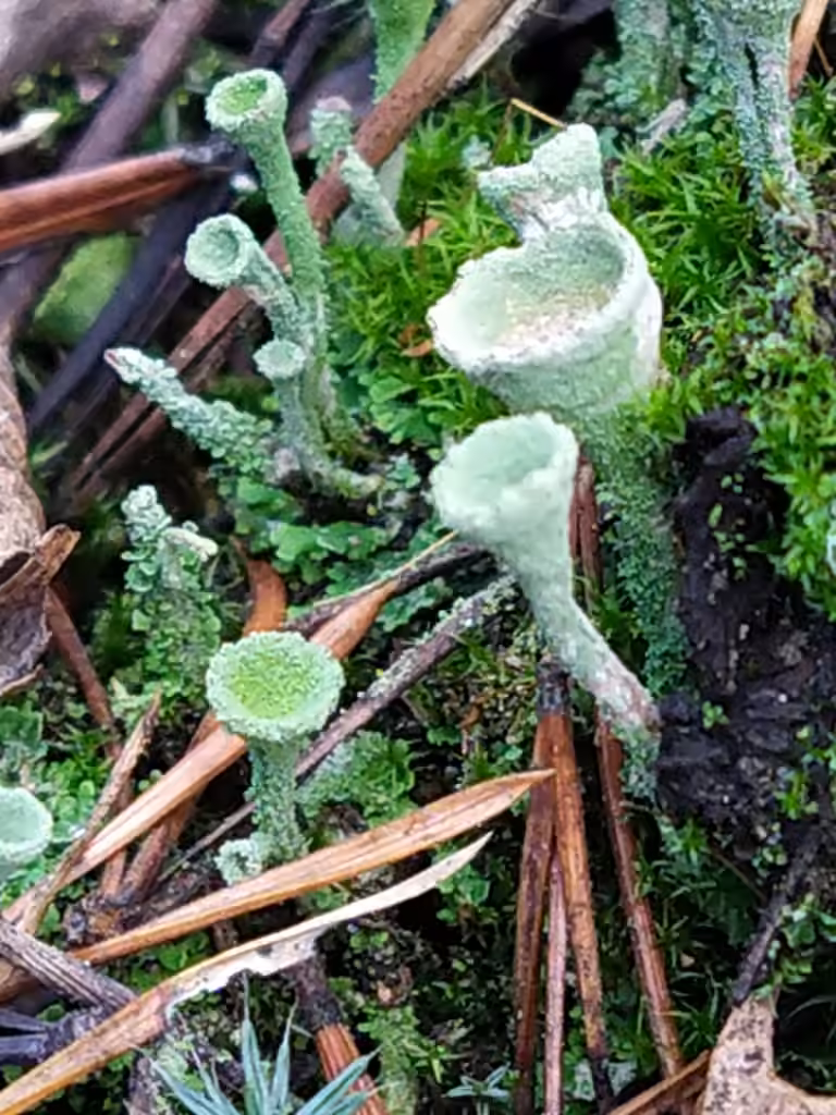 Cladonie frangée, photo 2 sur 5