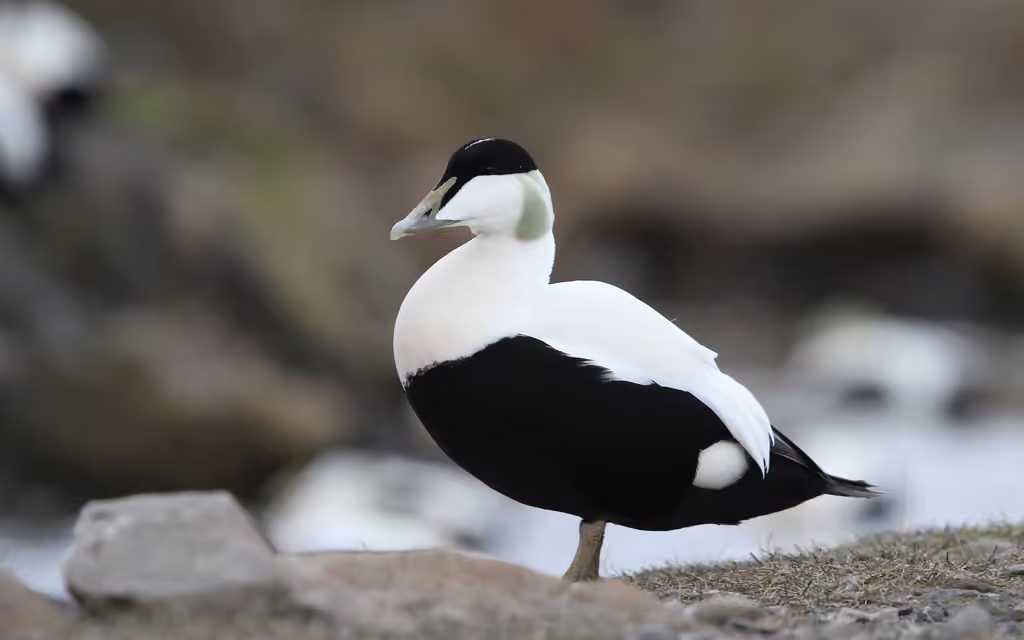 Common Eider, photo 1 of 5