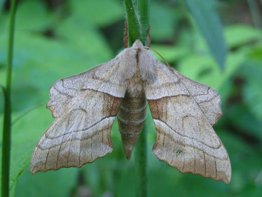 Walnut Sphinx, photo 1 of 5