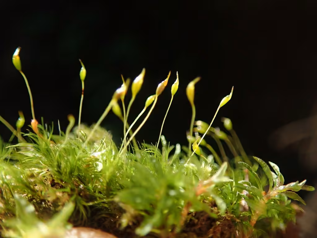 Silky Forklet-moss, photo 3 of 5