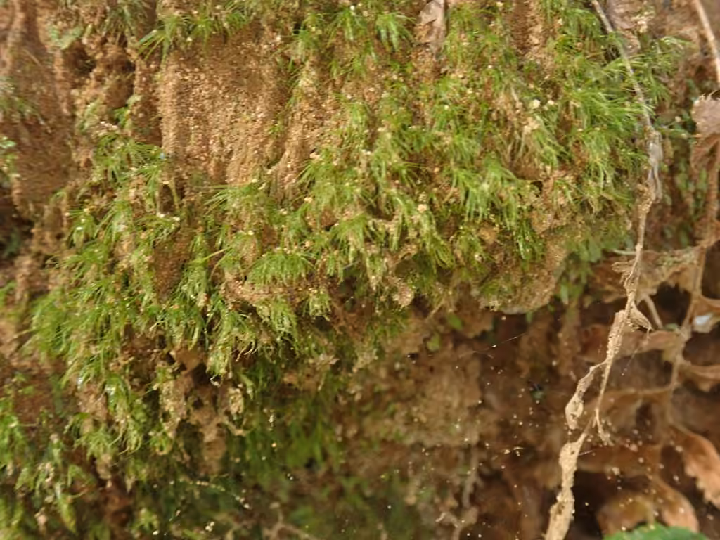 Silky Forklet-moss, photo 2 of 5