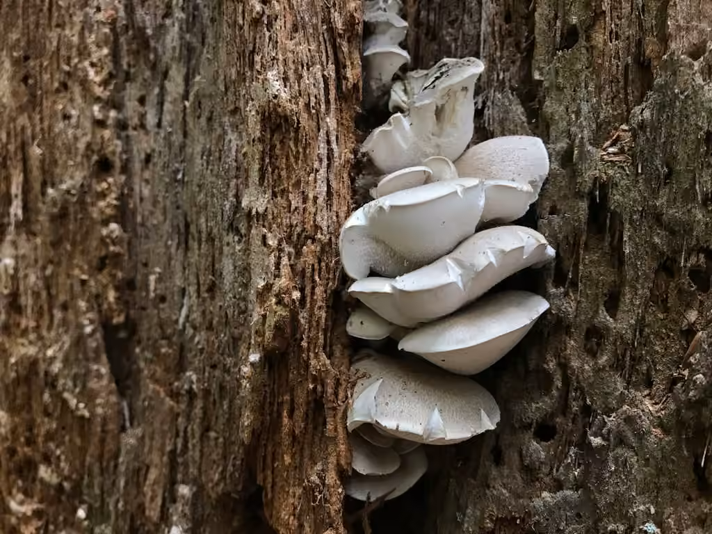 Polypore osseux, photo 1 sur 5