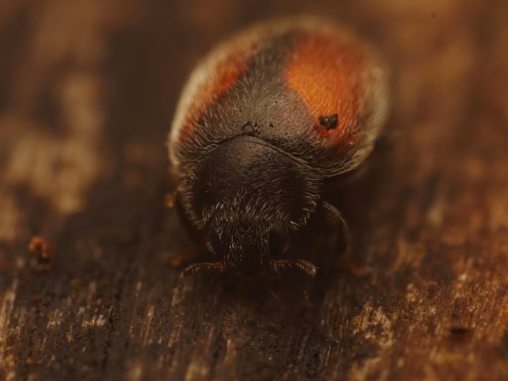 Coccinelle des résineux, photo 2 sur 5