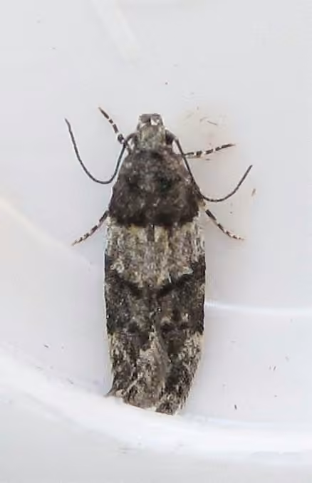 White-banded Pubitelphusa Moth, Adult