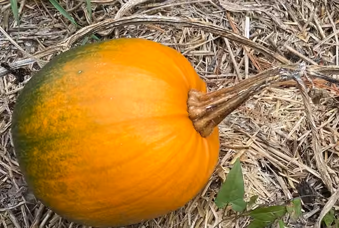 Citrouille