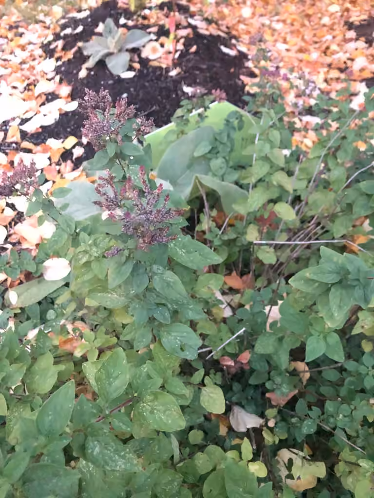 Oregano, In fruit