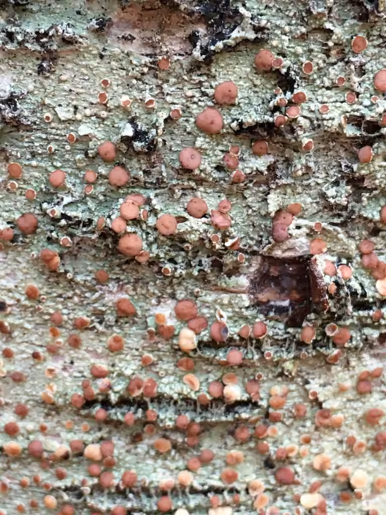 Loxospore ocre foncé, photo 2 sur 5