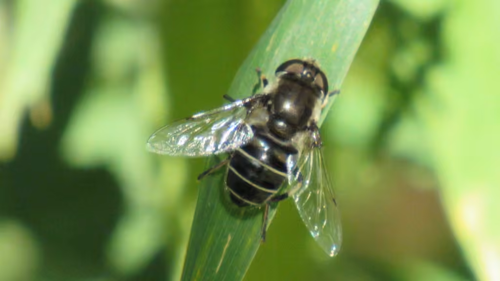 Syrphe diminué, Femelle
