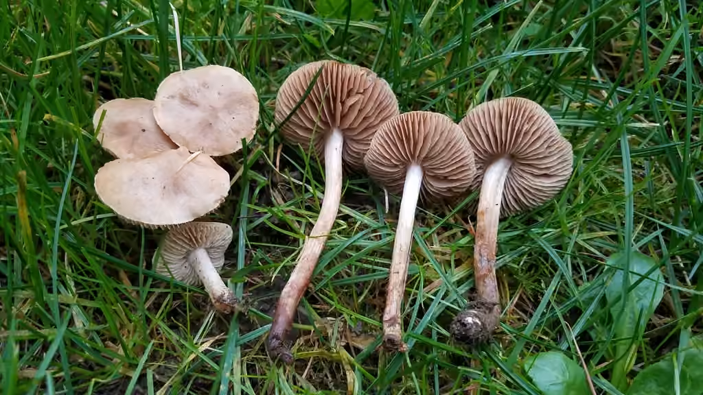 Hébélome à odeur sucrée, photo 1 sur 5